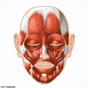 M&uacute;sculos Faciales