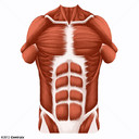 Pared Abdominal